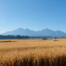 a large field of dry grass with some mountains in the background