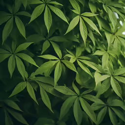 several leaves are arranged in the middle of this green leafy plant