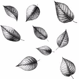 four different leaves are shown in black and white