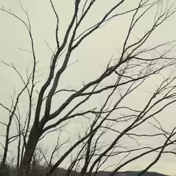 an image of a bird perched in a tree