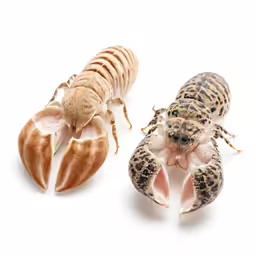 a beetle, and a long bug laying side by side on a white background