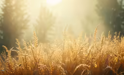 tall yellow grasses with the sun shining on them