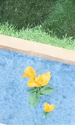 yellow flowers with leaves floating in pool