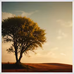 the tree is beside a grassy field on a sunny day,a tree in the field as the sun sets