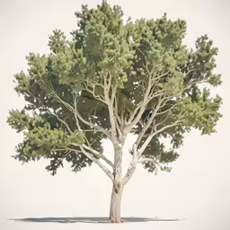 a lone tree in the middle of a white plain