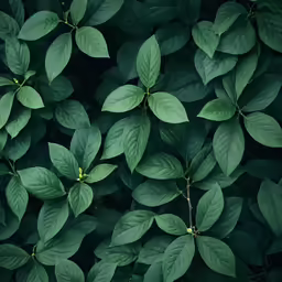 the leaves of a plant, photographed from above