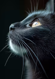 the back end of a black cat with white and yellow eyes,the close up picture shows the back end of a black cat
