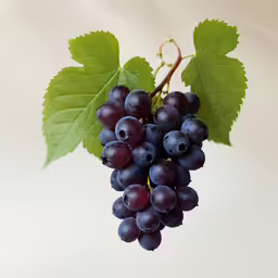a cluster of grapes hanging on a branch