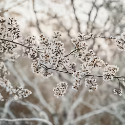 white flower branches with small flowers with trees in the background