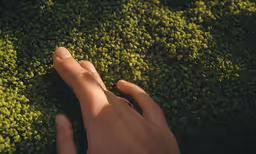 a person with their hands extended over bushes