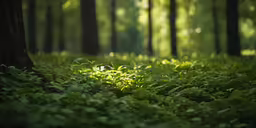 the green vegetation in the area is shaded by the trees