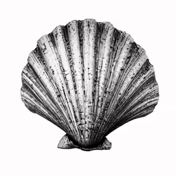 a black and white photo of an empty shell