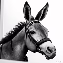 black and white photo of a horse with a halter