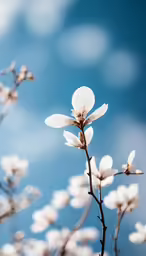 flower is blooming from a tall white branch