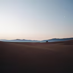 there is a small tree that is standing in the desert