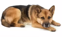 a german shepherd dog laying on the floor
