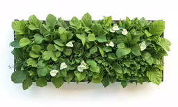 green plants and flowers growing on the outside of a box