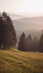 a grassy field that has trees on it