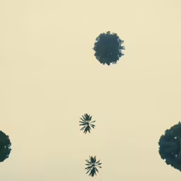 a couple of trees and three palm trees