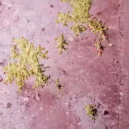 algae bleaches on the floor of a room