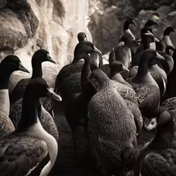 a group of ducks are standing near rocks