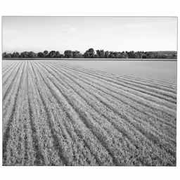 an image of a farm field being drawn on the land