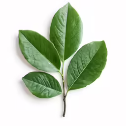 a close up shot of a plant with leaves