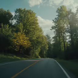 a road winding through a forest with trees