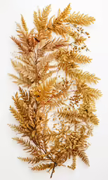 a group of different types of leaves arranged together