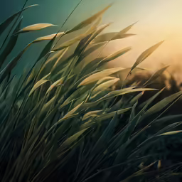 the grass is growing in front of the sun