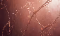 a branch with water drops in the background