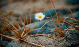 a lone daisy sits in the grass on the rocks
