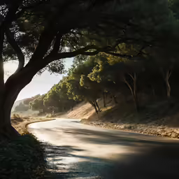 trees lining the road in front of a hillside
