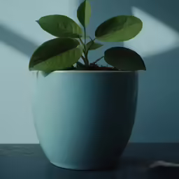 small plant with green leaves sitting on top of a table