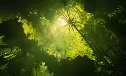 the sun shining through some green plants