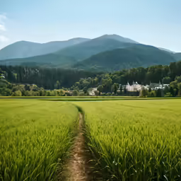 a dirt path going through a wheat field