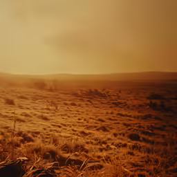 a single cow in the field during a foggy day