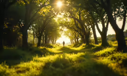 a man standing in a path between trees near the sun