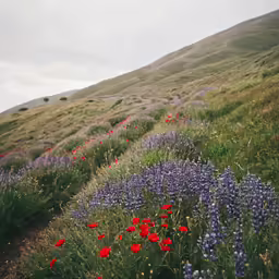 colorful wildflowers grow near a mountain slope