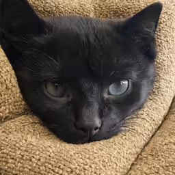 a black cat with blue eyes laying in a blanket