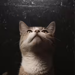 an orange and white cat with very big ears staring upward