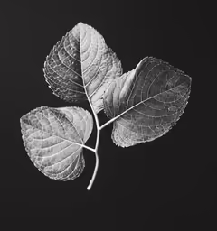 a branch with two leaves and a body of water