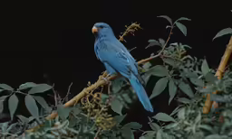 a blue bird sitting on top of a wooden branch