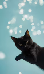 a black cat is laying on the ground