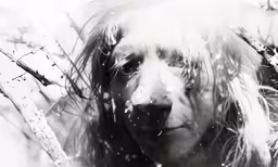 a girl is looking out from behind the branches