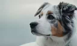 a dog that is staring with a sky in the background