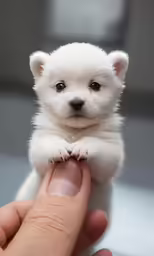 a small white puppy is sitting on top of the finger