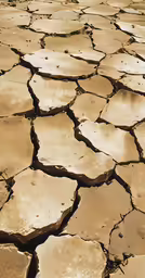 a desert field covered in dried up water