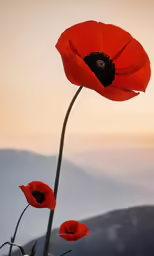 red flowers with a background of mountains and hills