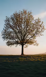 a lone tree stands on the horizon above an empty field